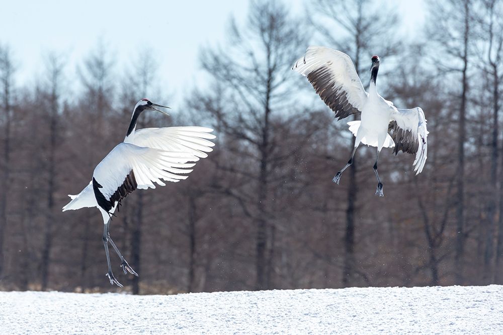 Japan-Hokkaido-Tsuri-Ito-Tancho Sanctuary Two red-crowned cranes jump high in the air